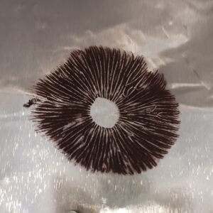 Moby Dick (Albino A+ x Golden Teacher) Spore Print