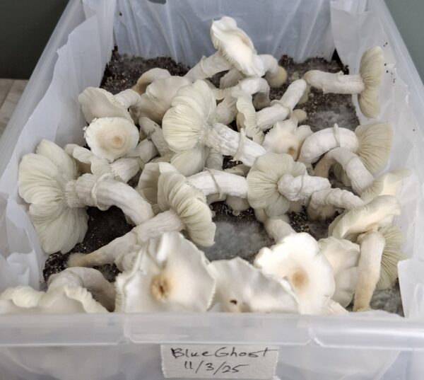 Blue Ghost (Albino) Swab Set - Image 2