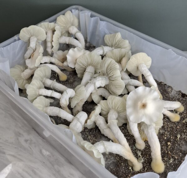 Blue Ghost (Albino) Swab Set - Image 4