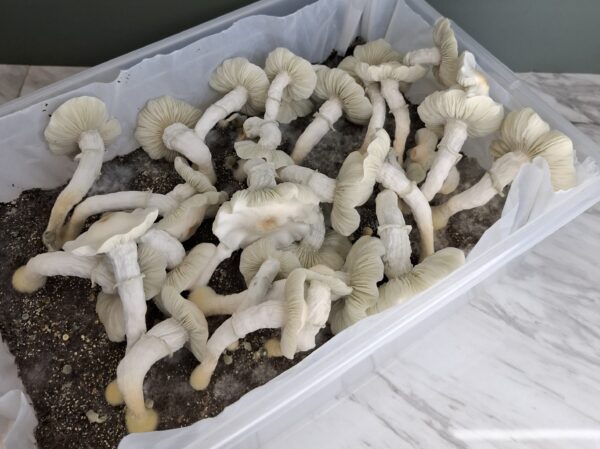 Blue Ghost (Albino) Swab Set - Image 5