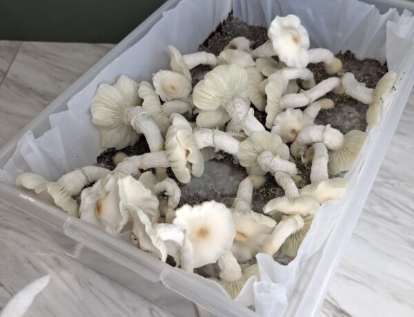 Blue Ghost (Albino) Swab Set - Image 3