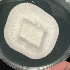 Psilocybe Natalensis Research Plate