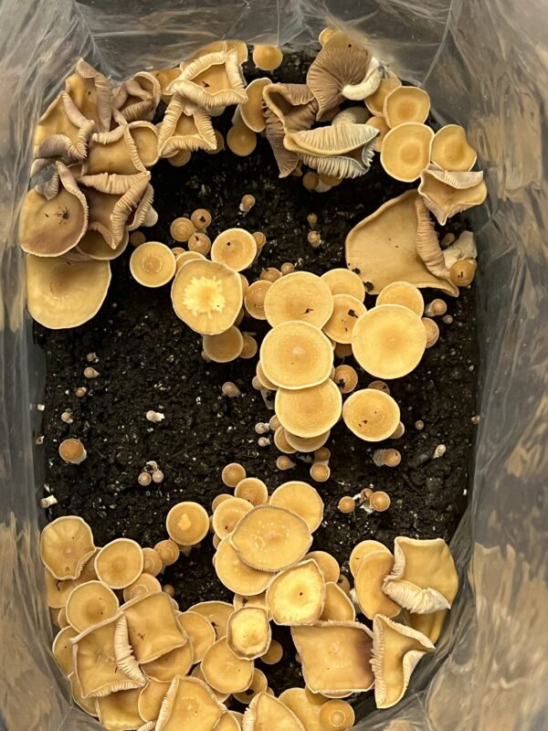 Psilocybe Zapotecorum Research Plate - Image 3