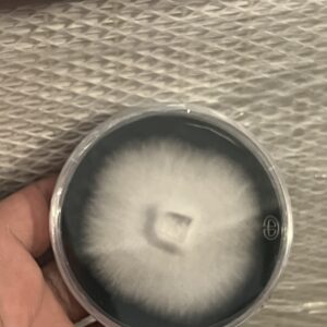 Psilocybe Zapotecorum Research Plate