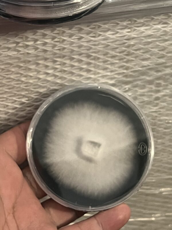 Psilocybe Zapotecorum Research Plate