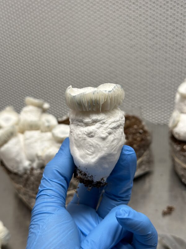AKSAT Research Syringe - Image 4