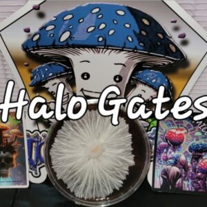Halo Gates Research Plate (Emerald Gates X TAT Black Cap)