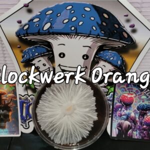 Clockwerk Orange Research Plate