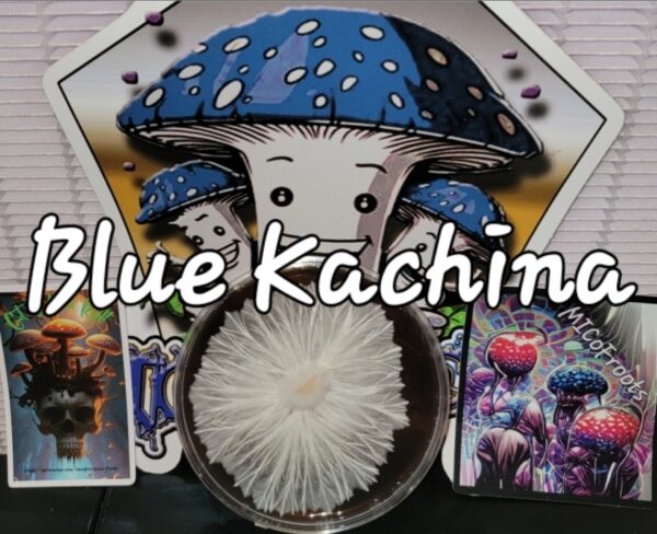 Blue Kachina Research Plate (Makilla Gorilla x SV-10)