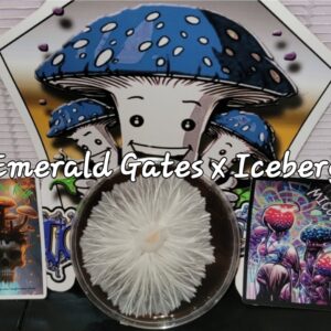 Emerald Gates x Iceberg Research Plate