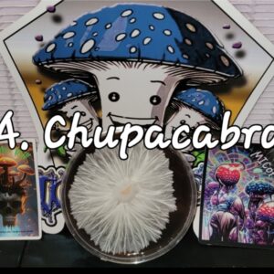Albino Chupacabra Research Plate