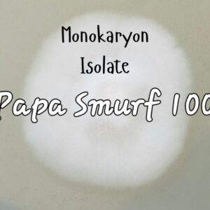 Papa Smurf 100 Monokaryon Isolate Research Plate