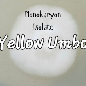 Yellow Umbo Monokaryon Isolate Research Plate (JF x Ochra.)