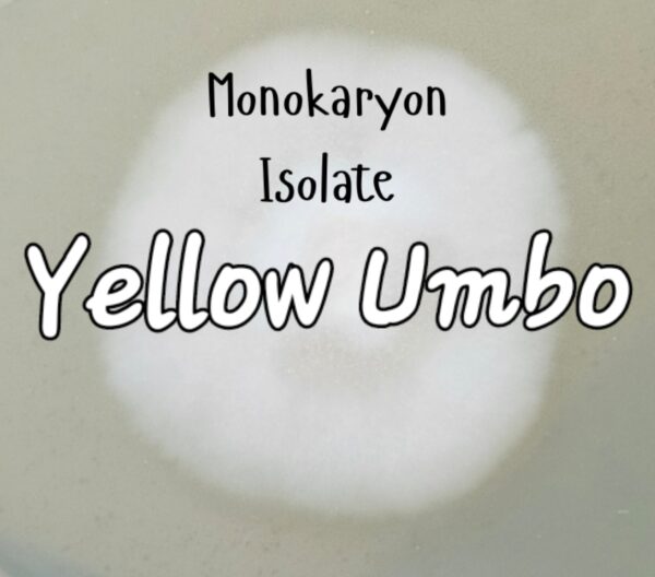 Yellow Umbo Monokaryon Isolate Research Plate (JF x Ochra.)