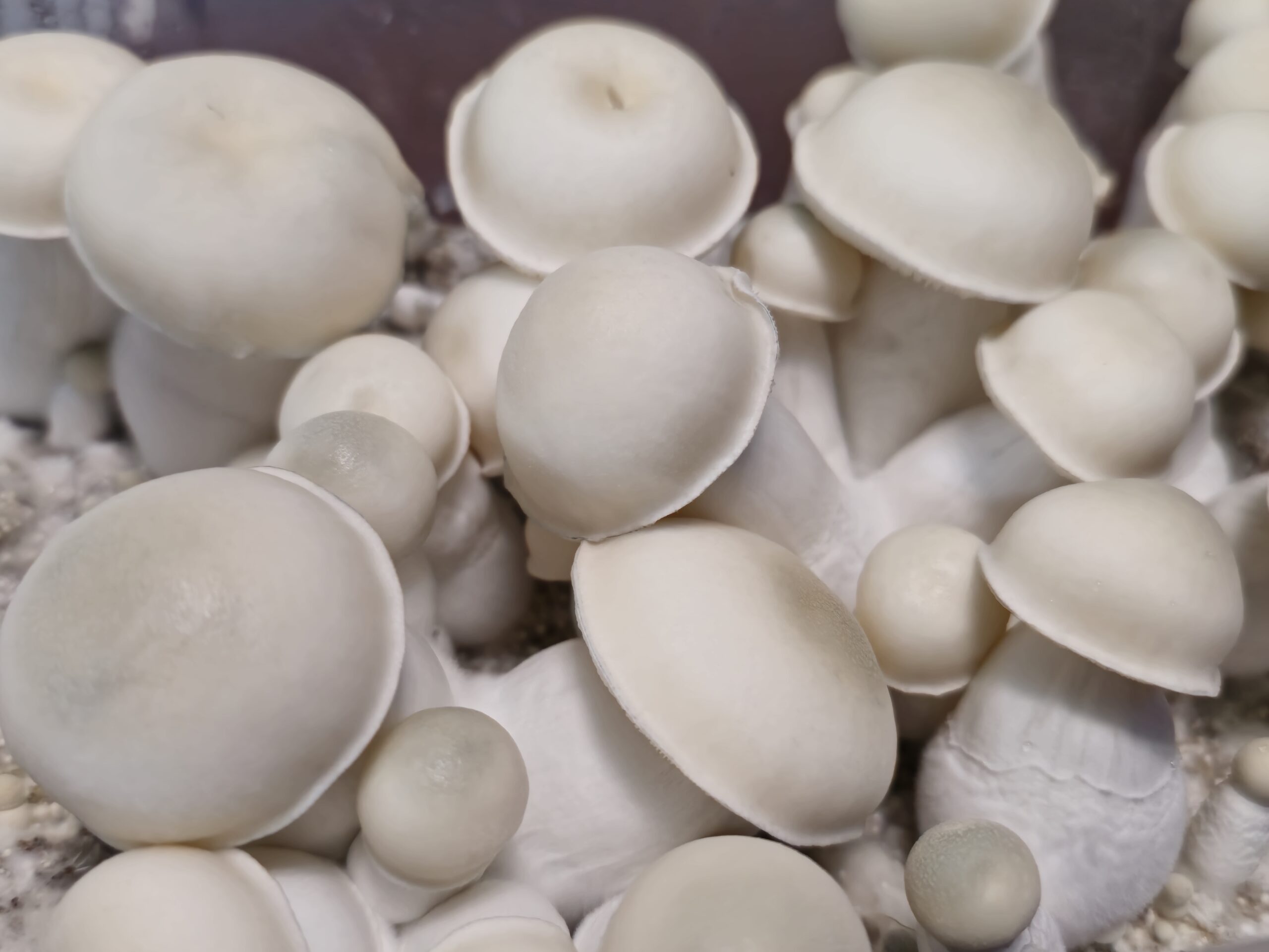 DCMak UFO Albino Spore Swabs - Image 2