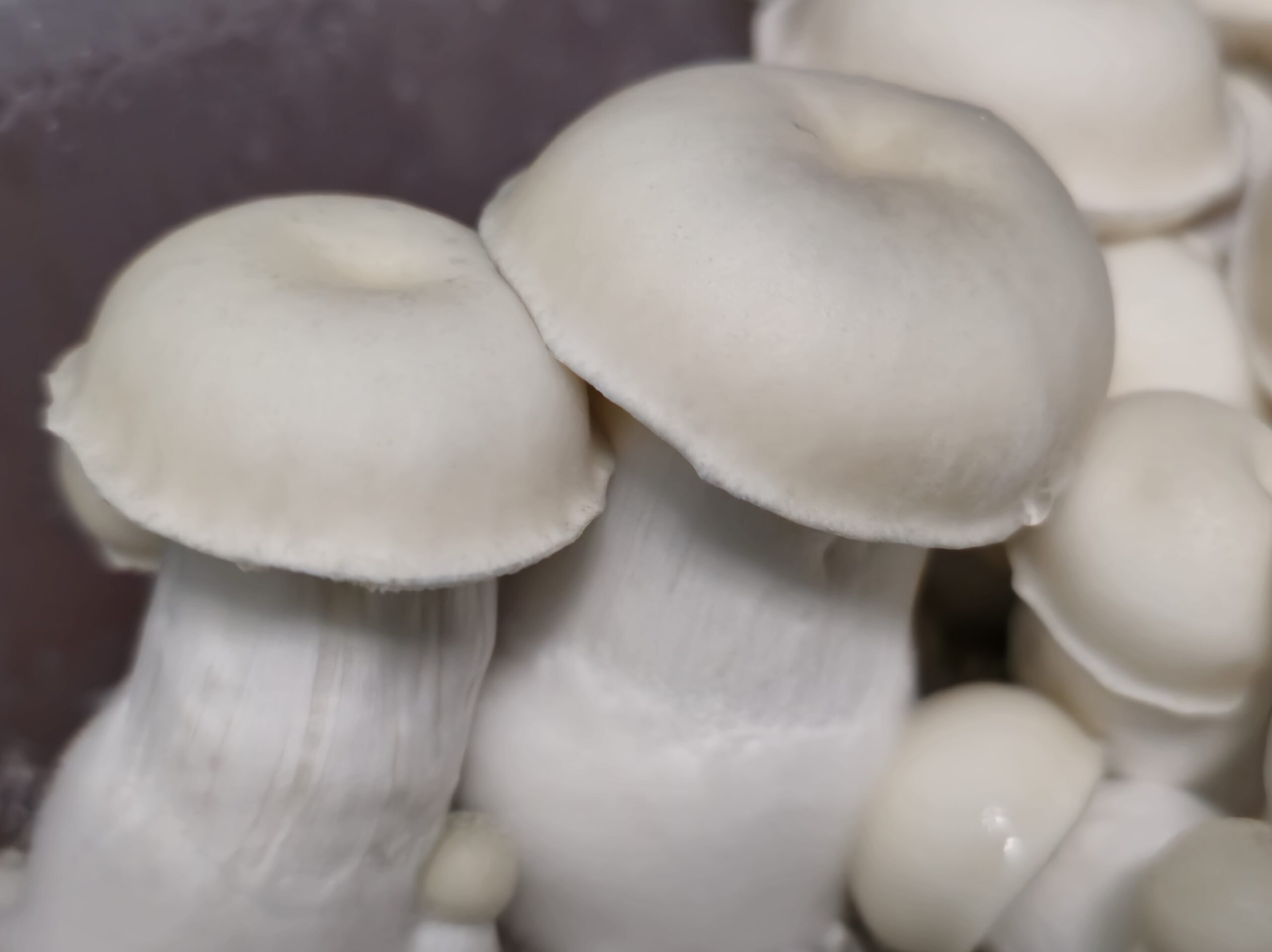 DCMak UFO Albino Spore Swabs - Image 3