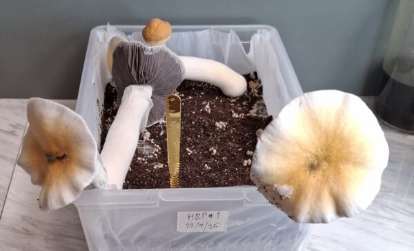 Hillbilly Pumpkin Swab Set - Image 3
