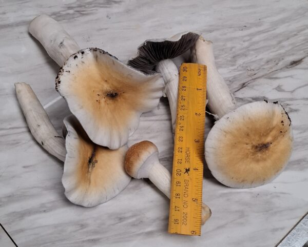 Hillbilly Pumpkin Swab Set - Image 4