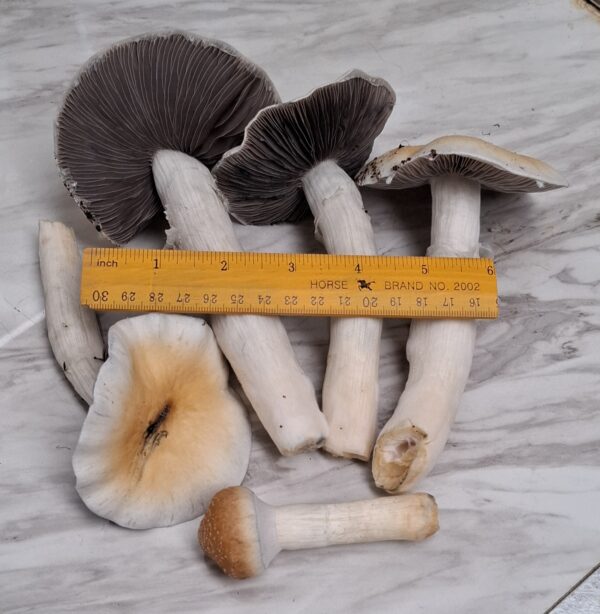 Hillbilly Pumpkin Swab Set - Image 2