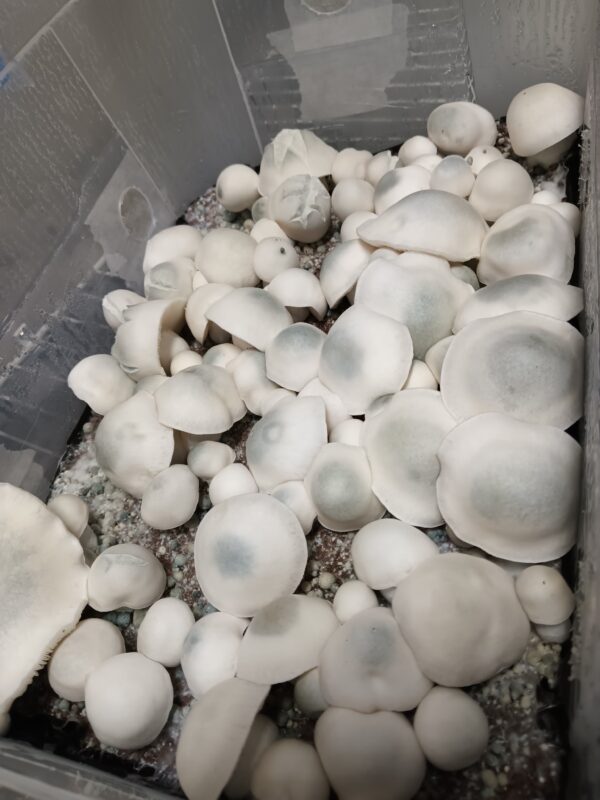 Madhatter Spore Swabs - Image 2