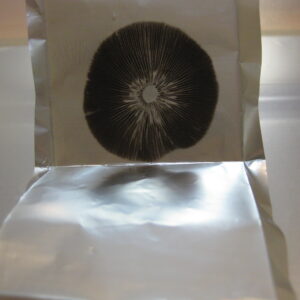 Psilocybe Natalensis Aff. Spore Print
