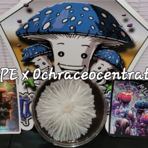 Albino Penis Envy x P. Ochraceocentrata Research Plate