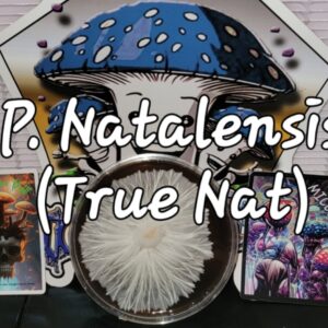 Wild Psilocybe Natalensis Research Plate