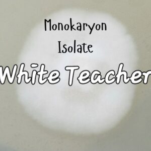 White Teacher Monokaryon Isolate Research Plate