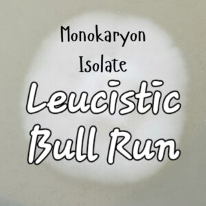 Leucistic Bull Run Monokaryon Isolate Research Plate