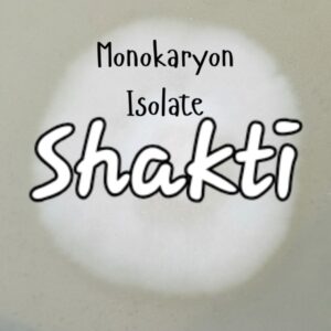 Shakti Monokaryon Isolate Research Plate