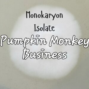 Pumpkin Monkey Business Monokaryon Isolate Research Plate