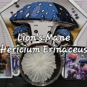 Lion's Mane Research Plate