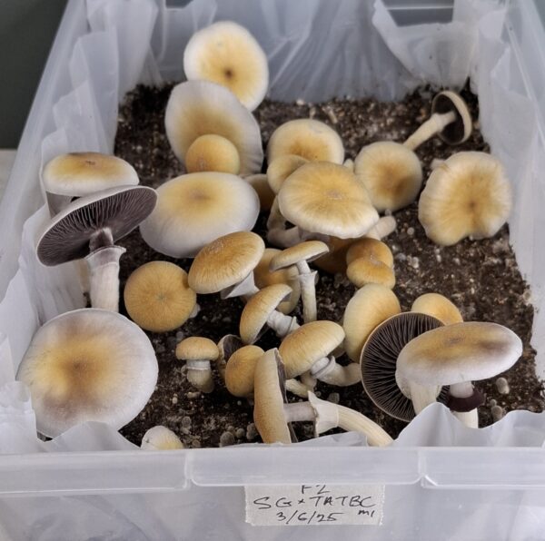 Inca Stargazer X TAT Black Cap (F2) Swab Set - Image 2