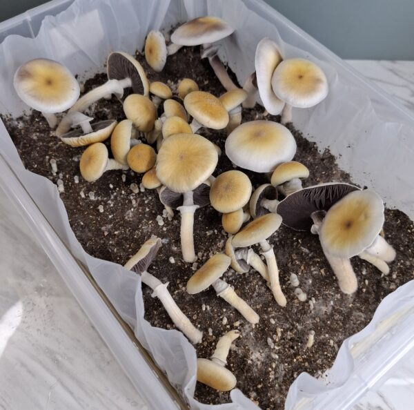 Inca Stargazer X TAT Black Cap (F2) Swab Set - Image 3