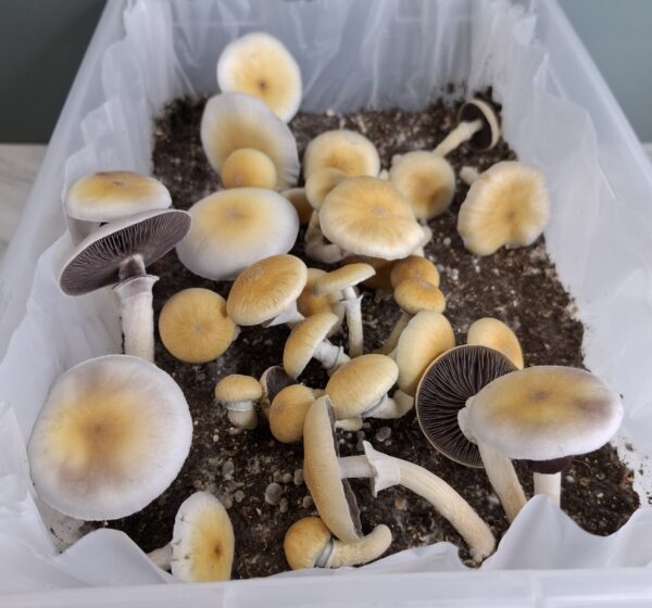 Inca Stargazer X TAT Black Cap (F2) Swab Set - Image 4