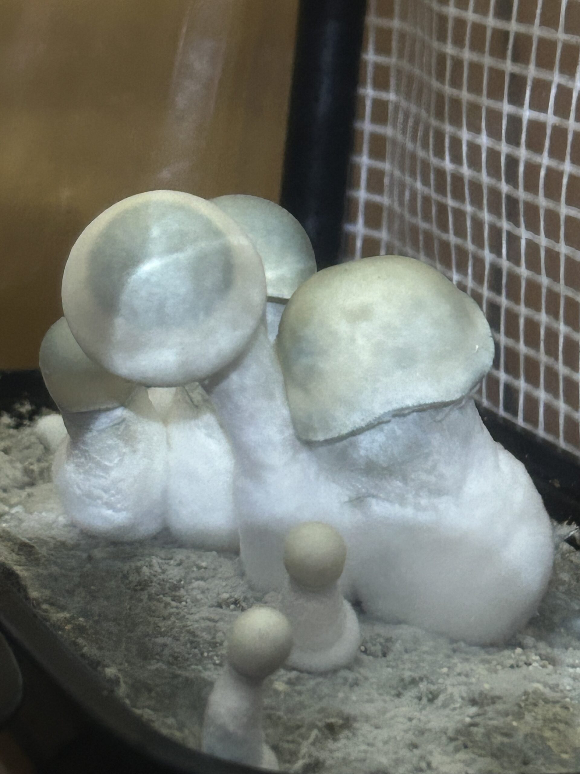 Casper V2 Research Swab Set - Image 5