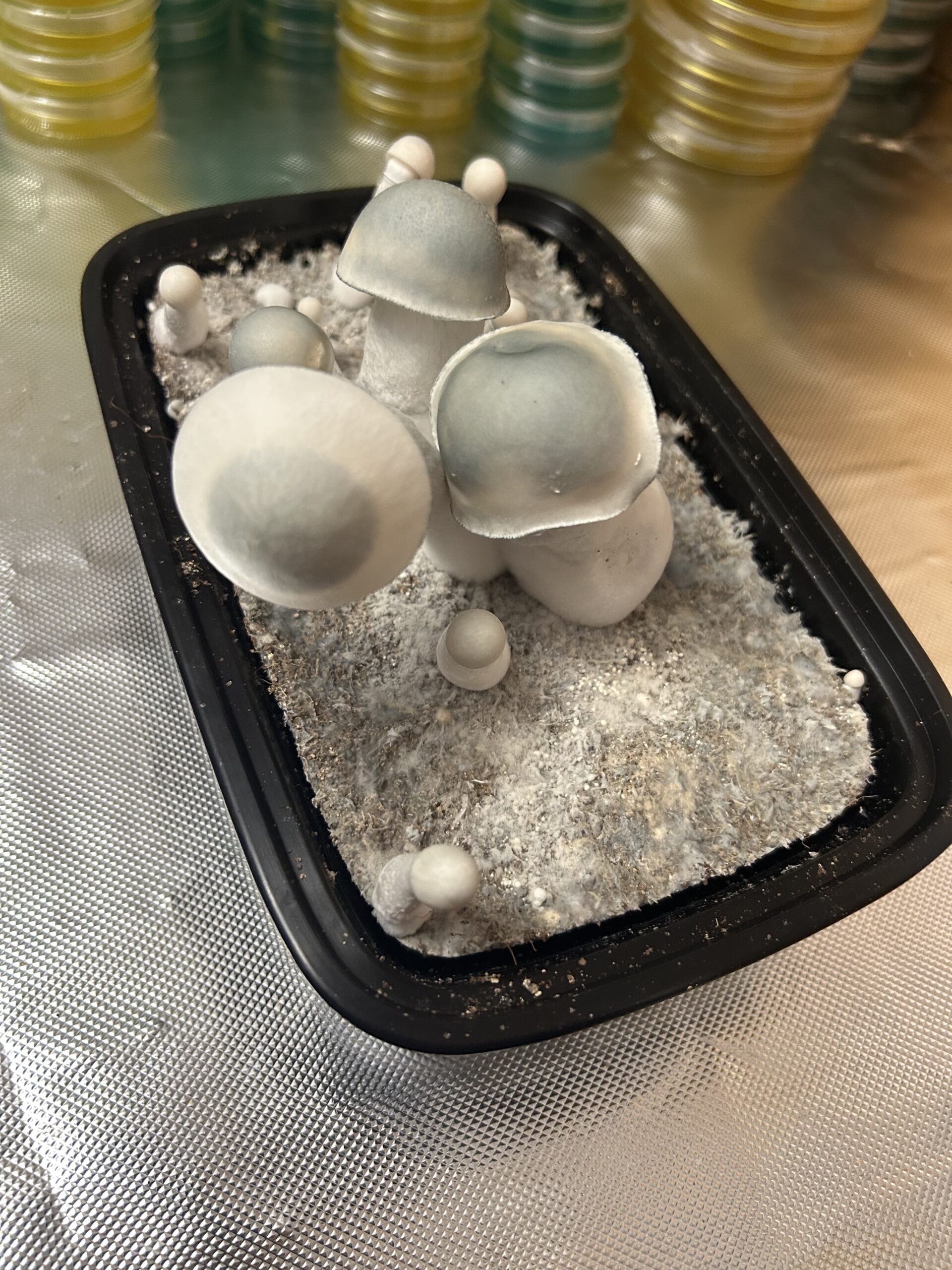 Casper V2 Research Swab Set - Image 4