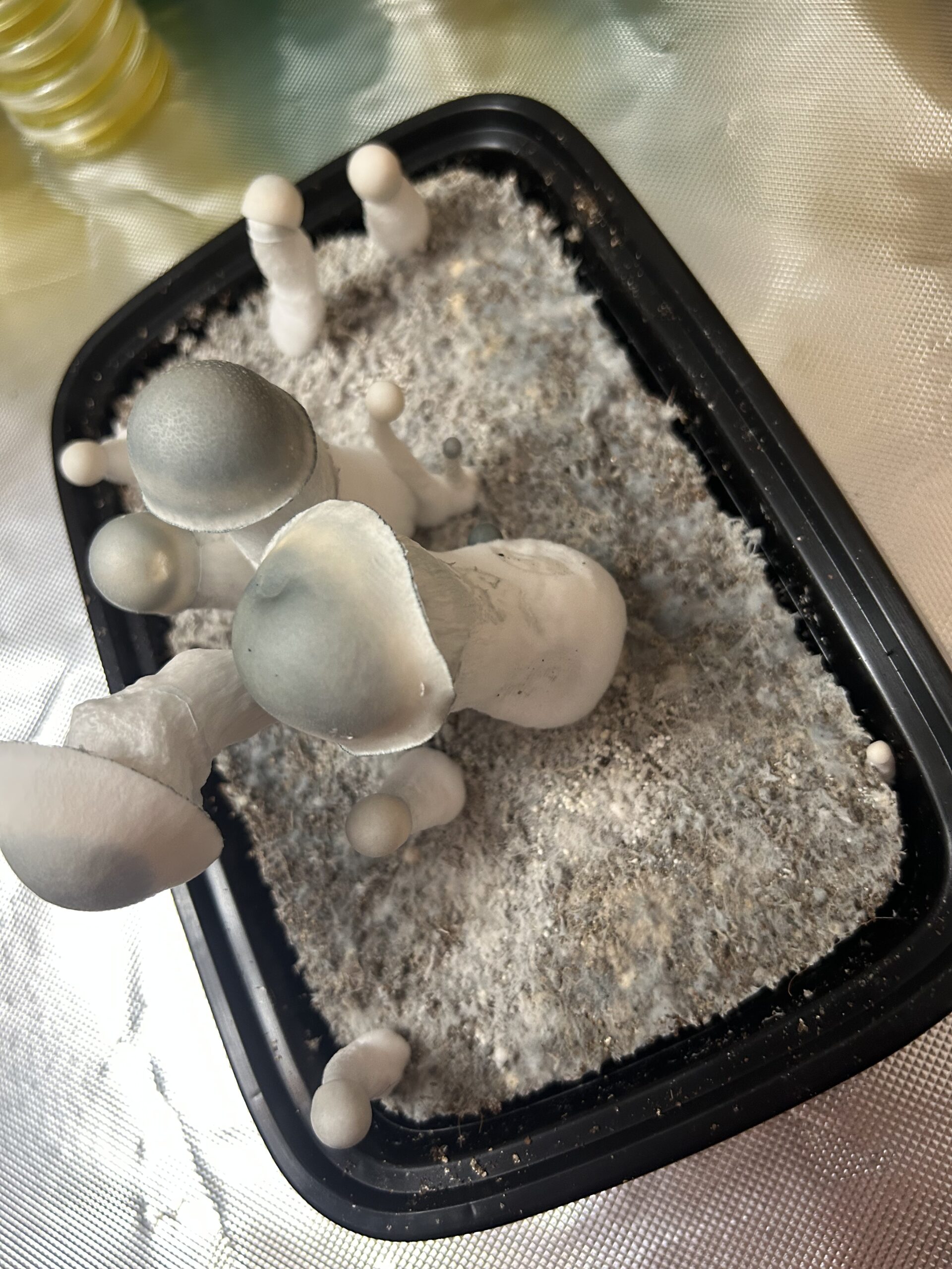 Casper V2 Research Swab Set - Image 3