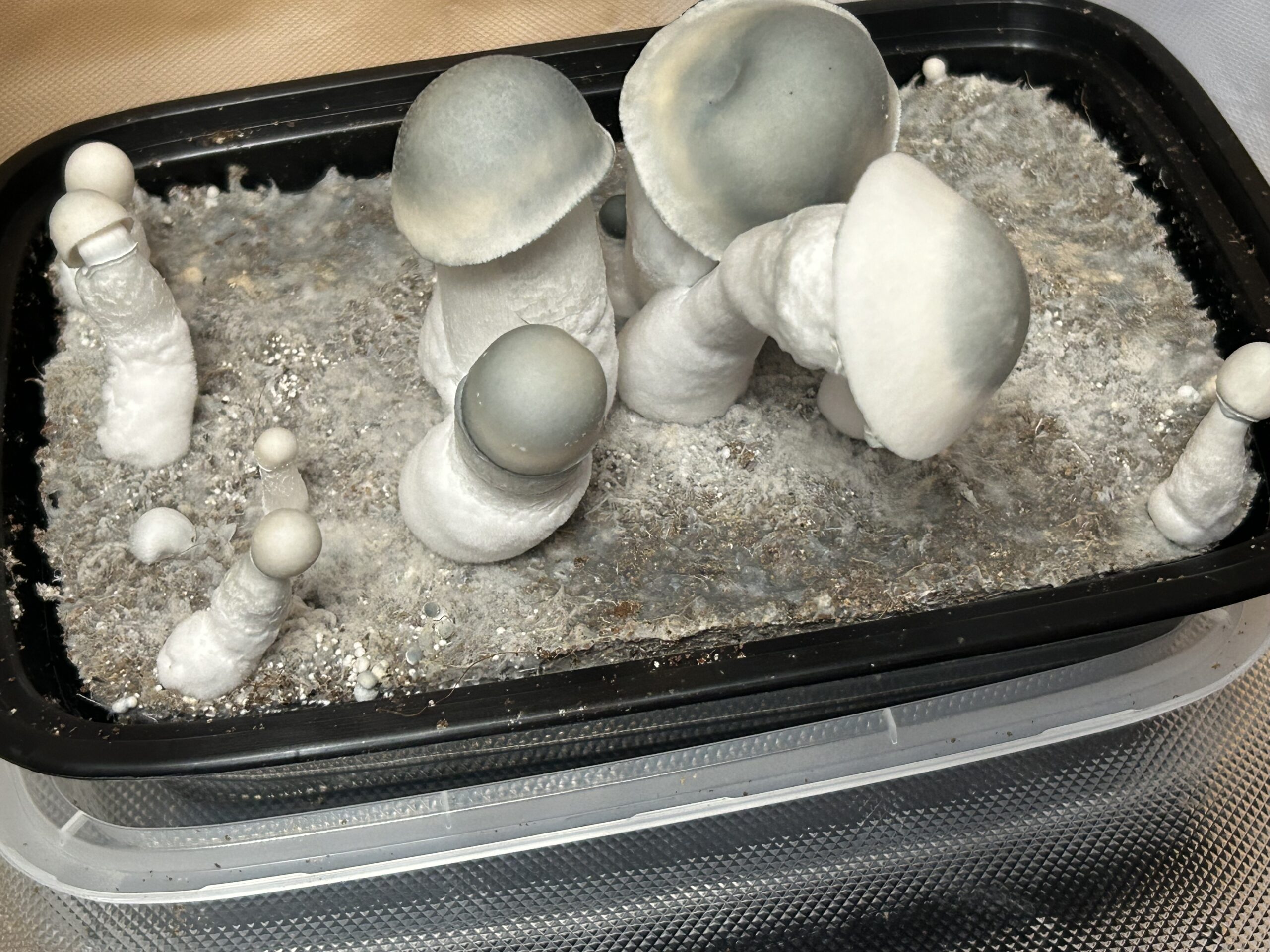 Casper V2 Research Swab Set - Image 2