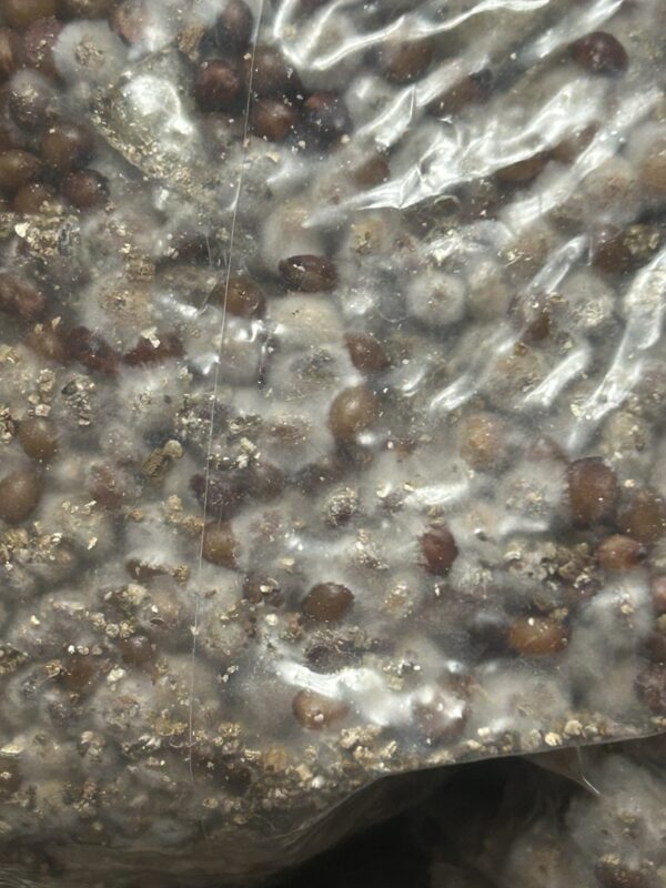 1.5lb Fully Colonized Research Grain Bags - Image 2