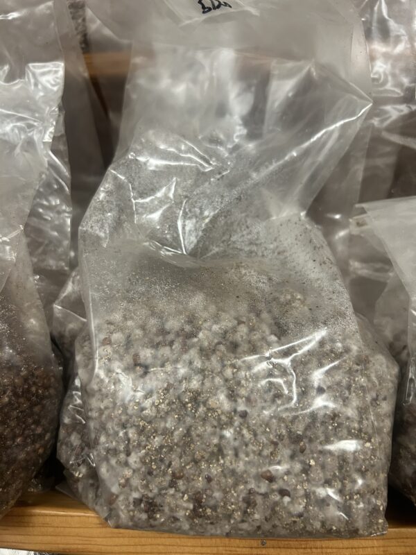 1.5lb Fully Colonized Research Grain Bags