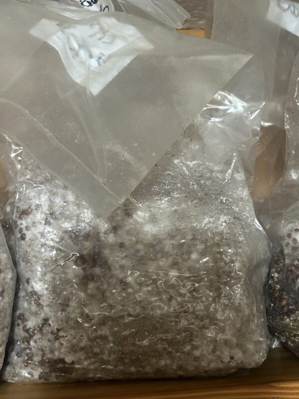 1.5lb Fully Colonized Research Grain Bags - Image 3