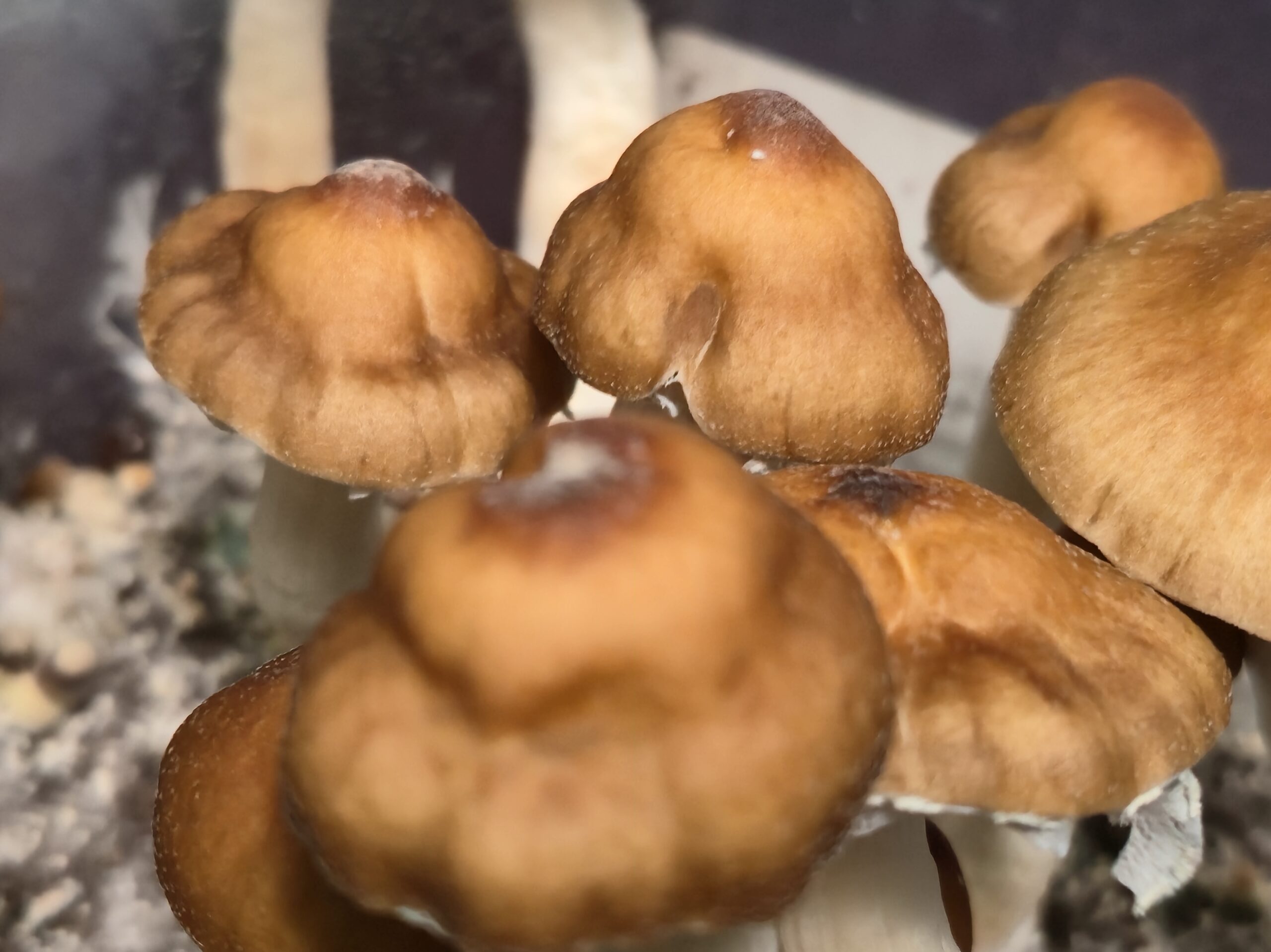 Cambodian Rust Spore Swabs - Image 4