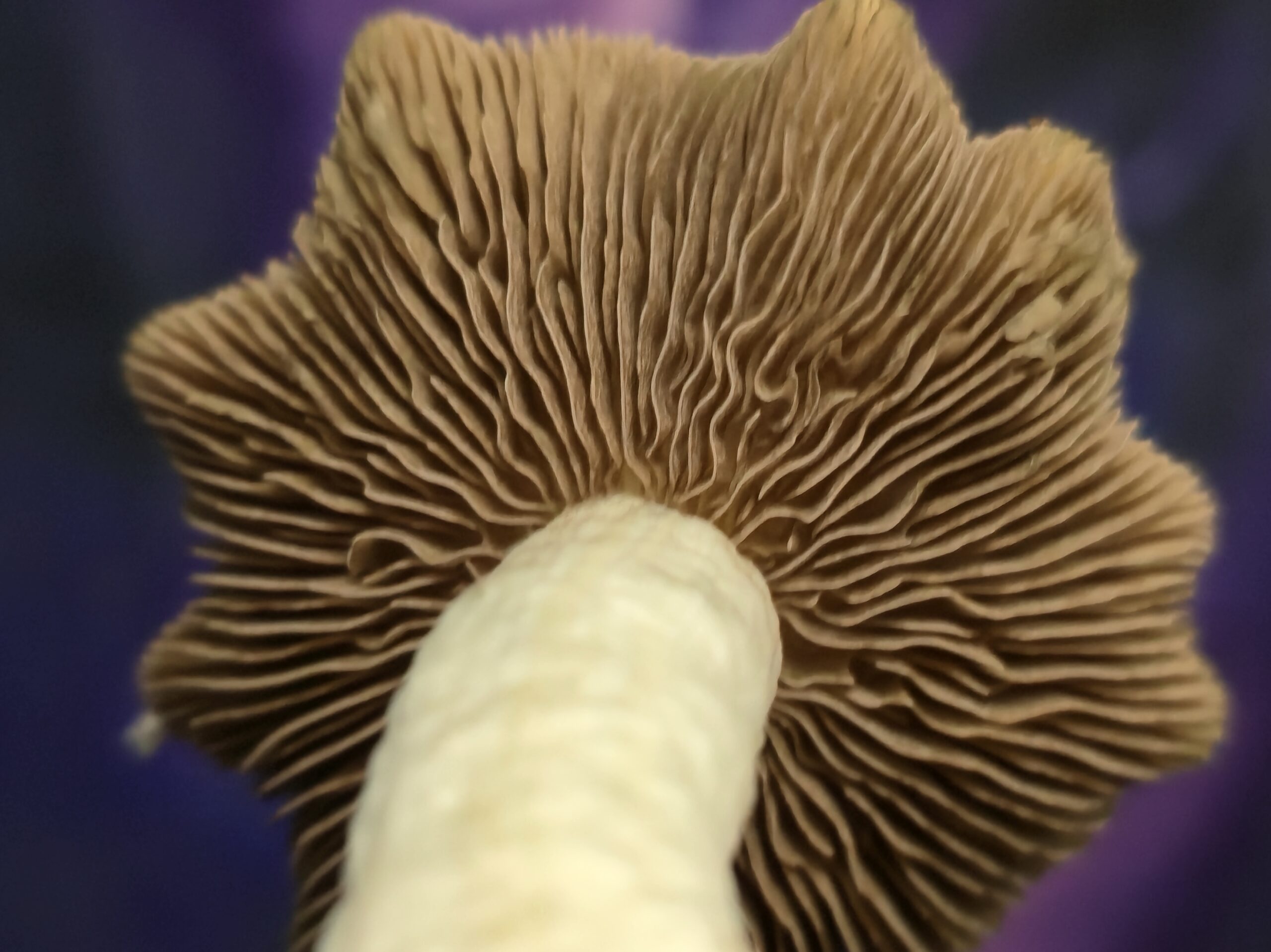 Cambodian Rust Spore Swabs - Image 3