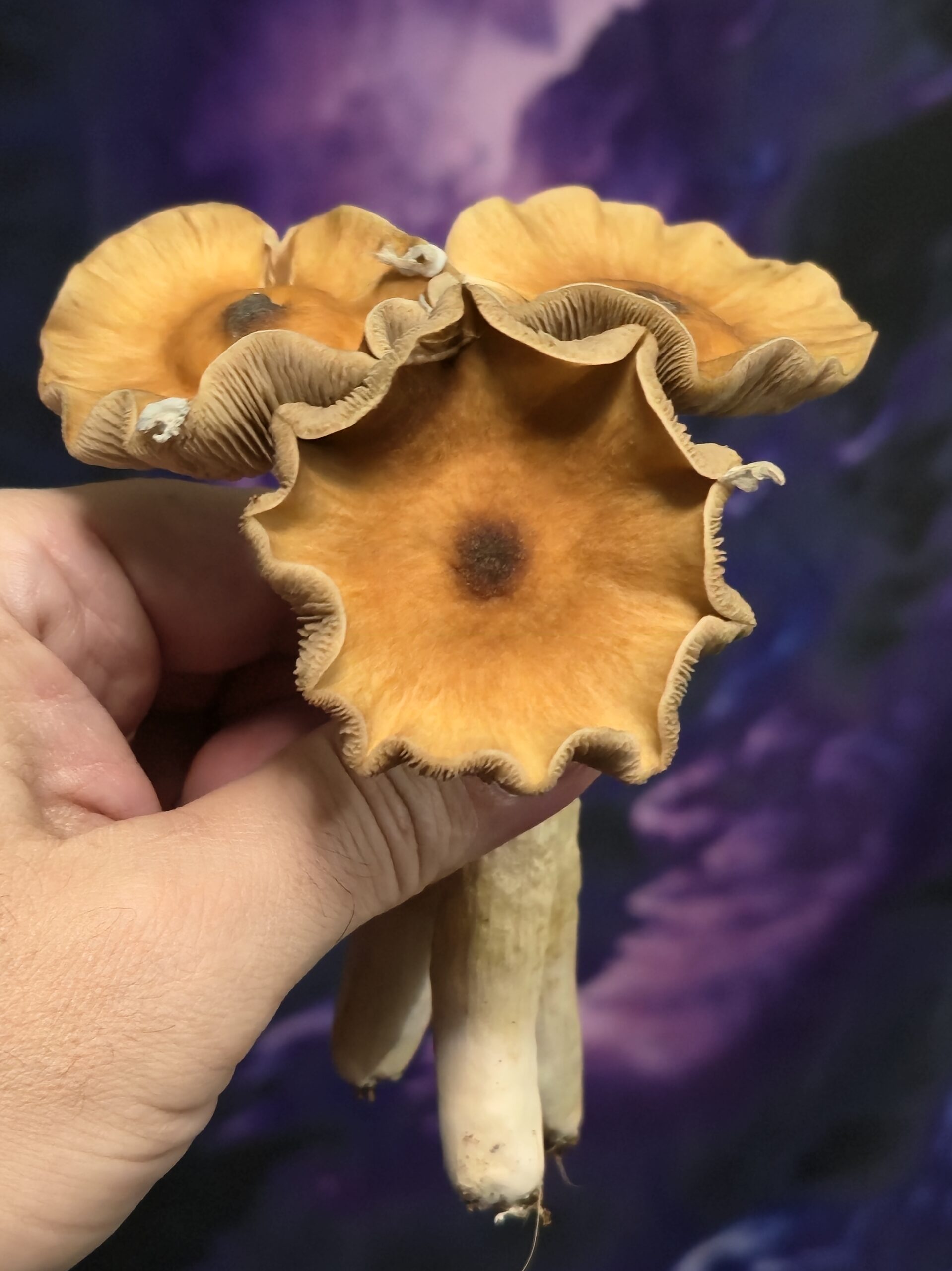 Cambodian Rust Spore Swabs - Image 2