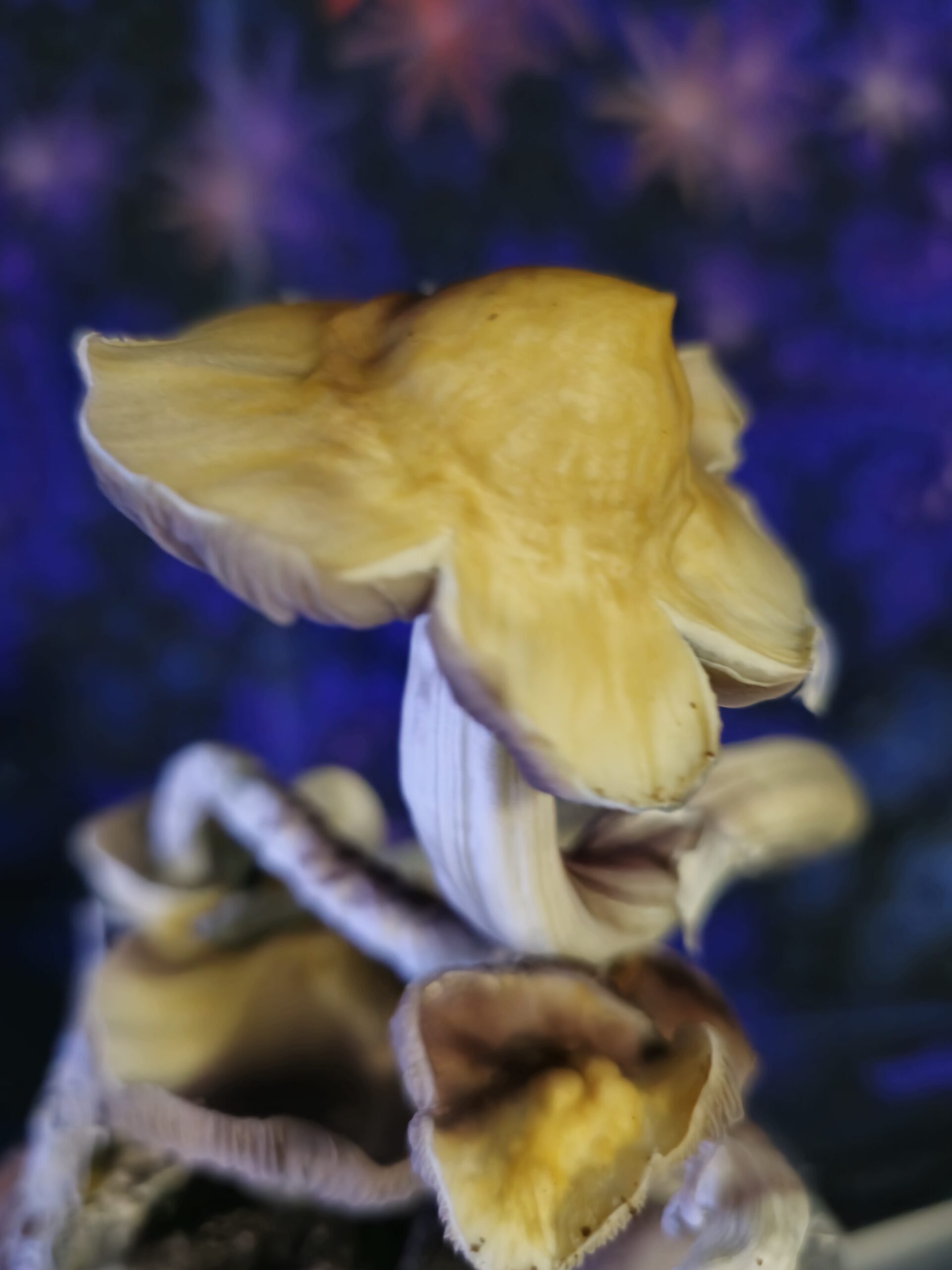 Gollum 3-pack Spore Swabs - Image 2