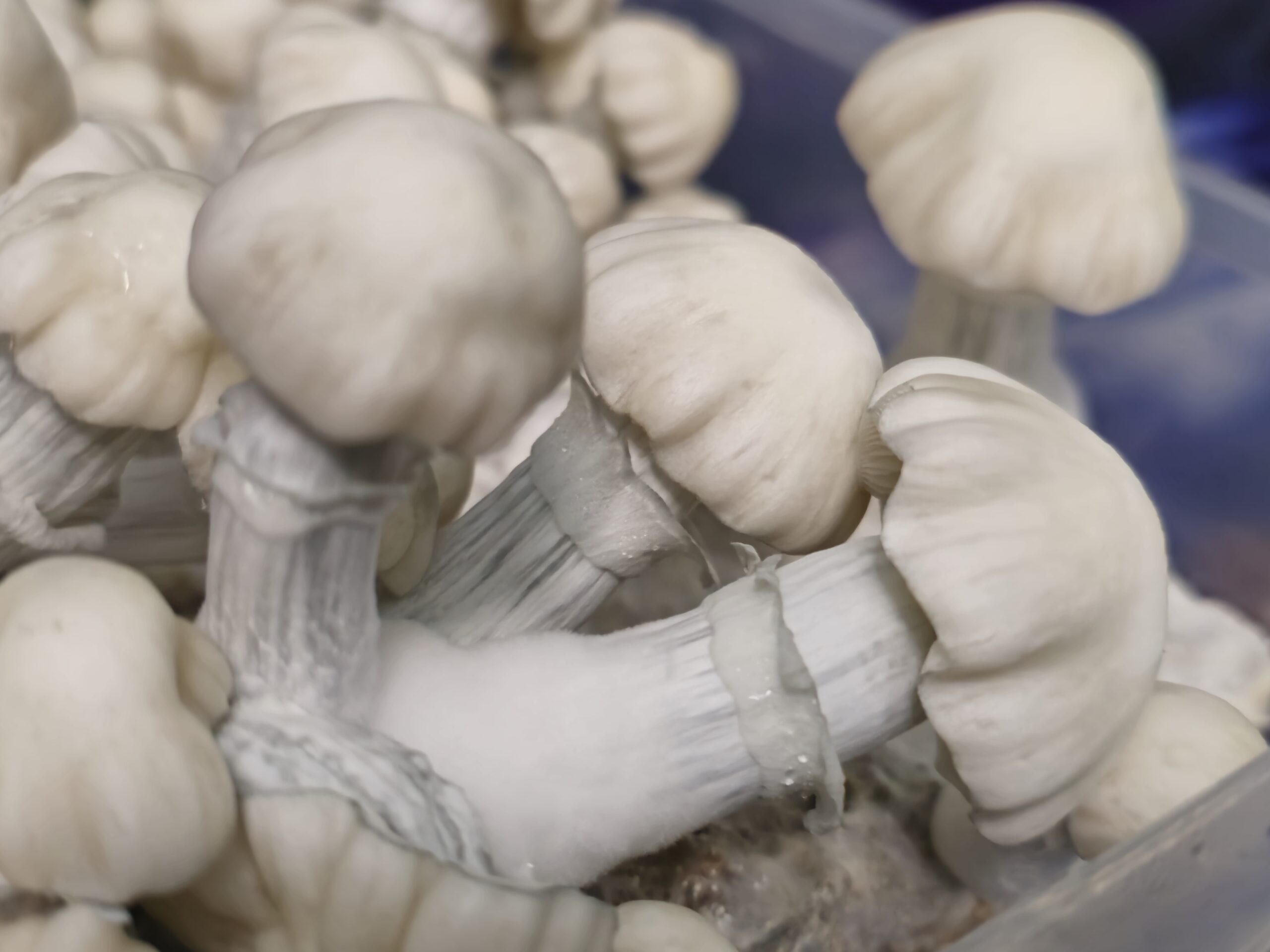 Rumplestitlzkin "A" 10ml Research Syringe - Image 2