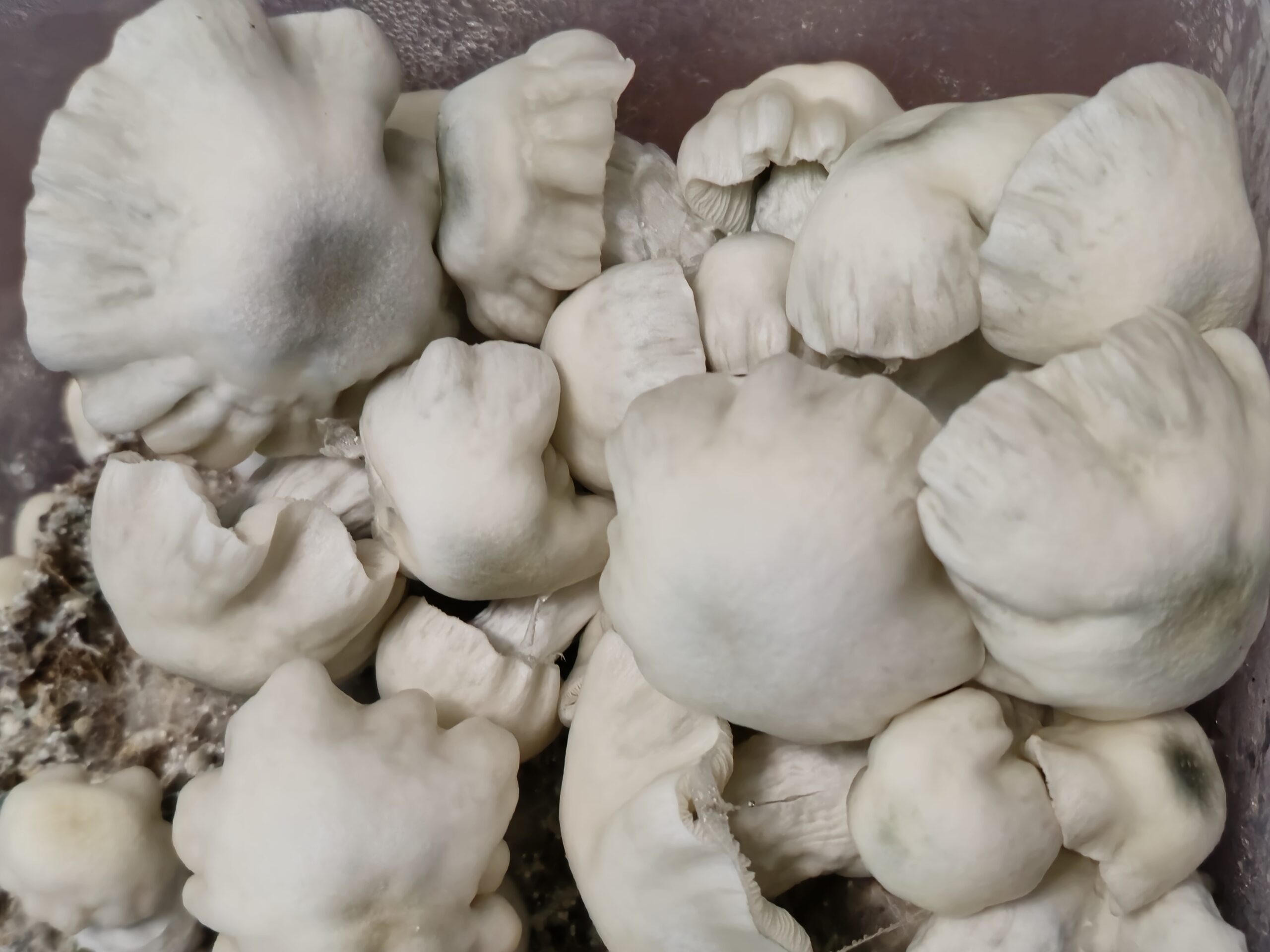 Rumplestitlzkin "A" 10ml Research Syringe - Image 3