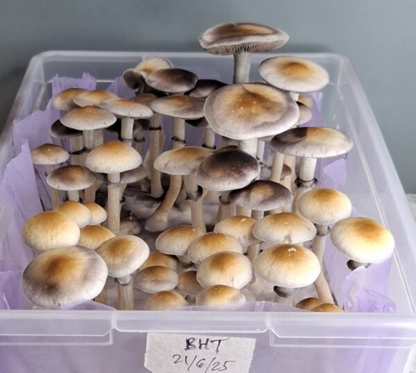 BHT (Bahn Hua Thai landrace) Swab Set - Image 4