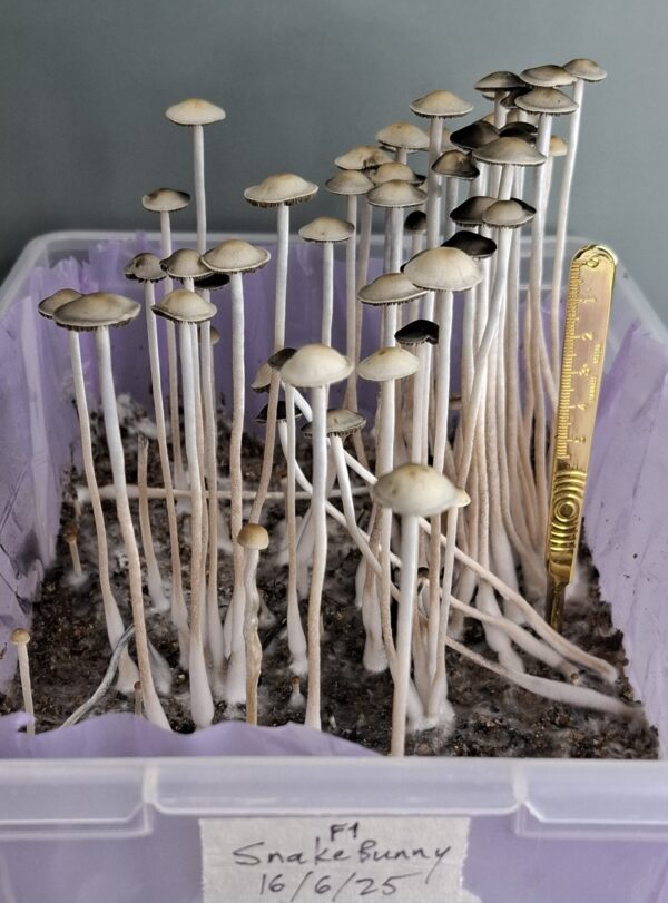 Panaeolus cyanescens (Blue Meanie) - Snake Bunny F1 Swab Set - Image 2